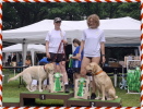 2026 SGSV Meisterin Agility A0 Madlen Pomp&ouml;sius mit Luna und 2.Platz Nadine B&uuml;ttner mit Don